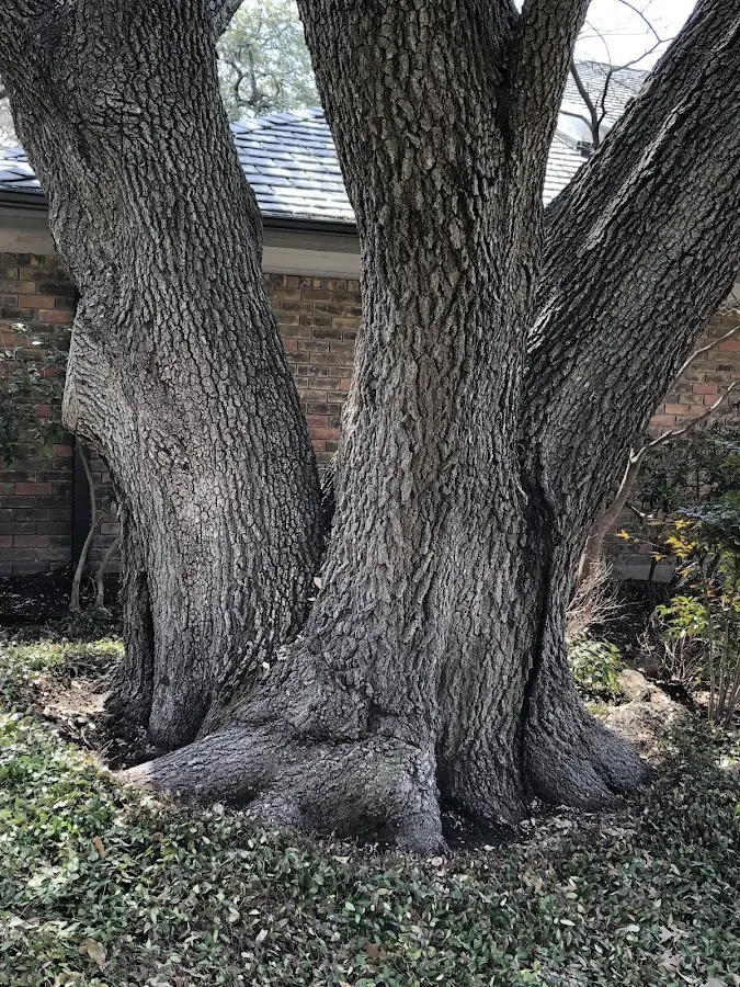 Mature heritage tree close to a Tamaqua property cared for by certified arborists